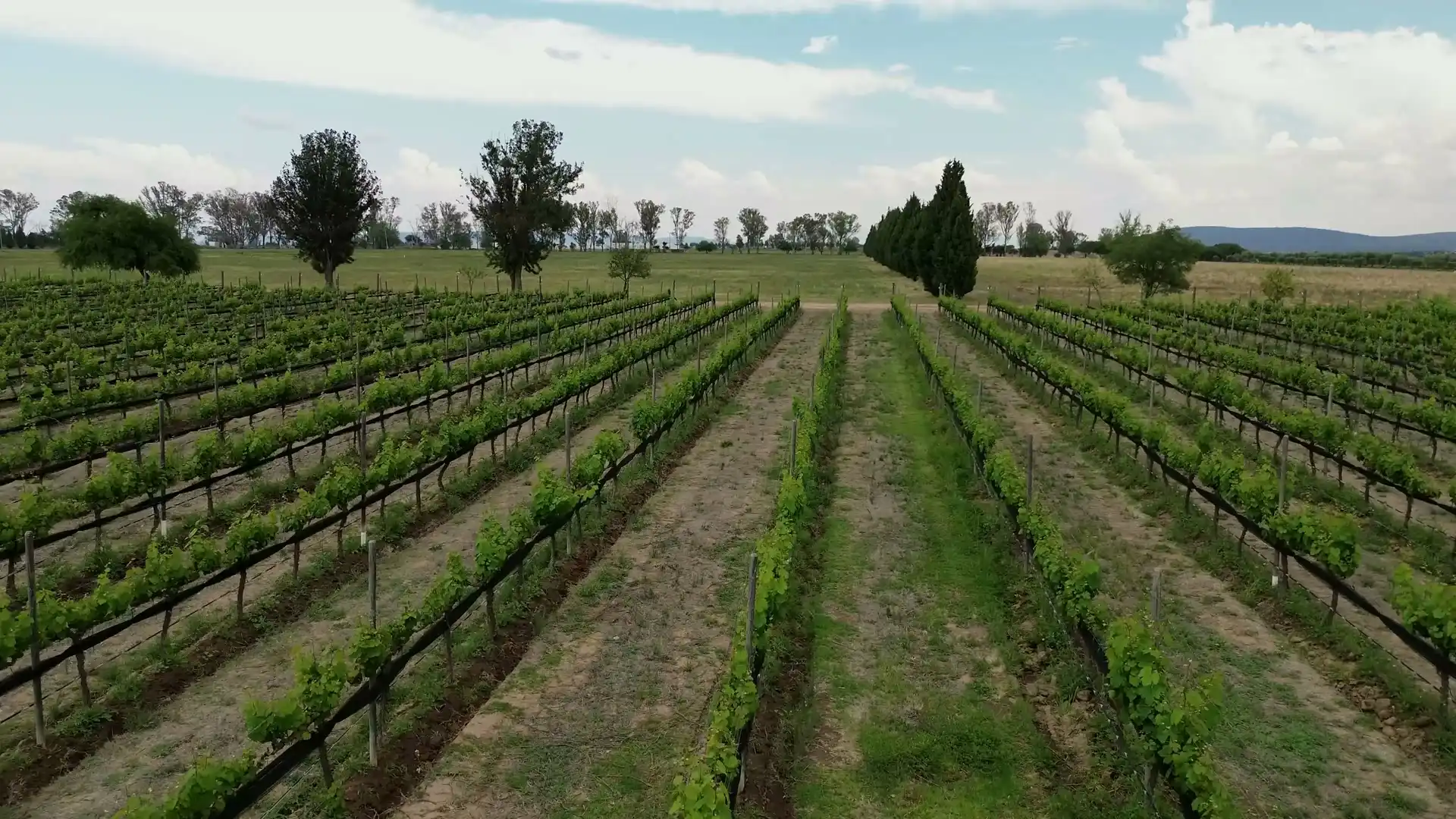 Walking down a grassy row between vines, then flying over the vineyard towards a hill