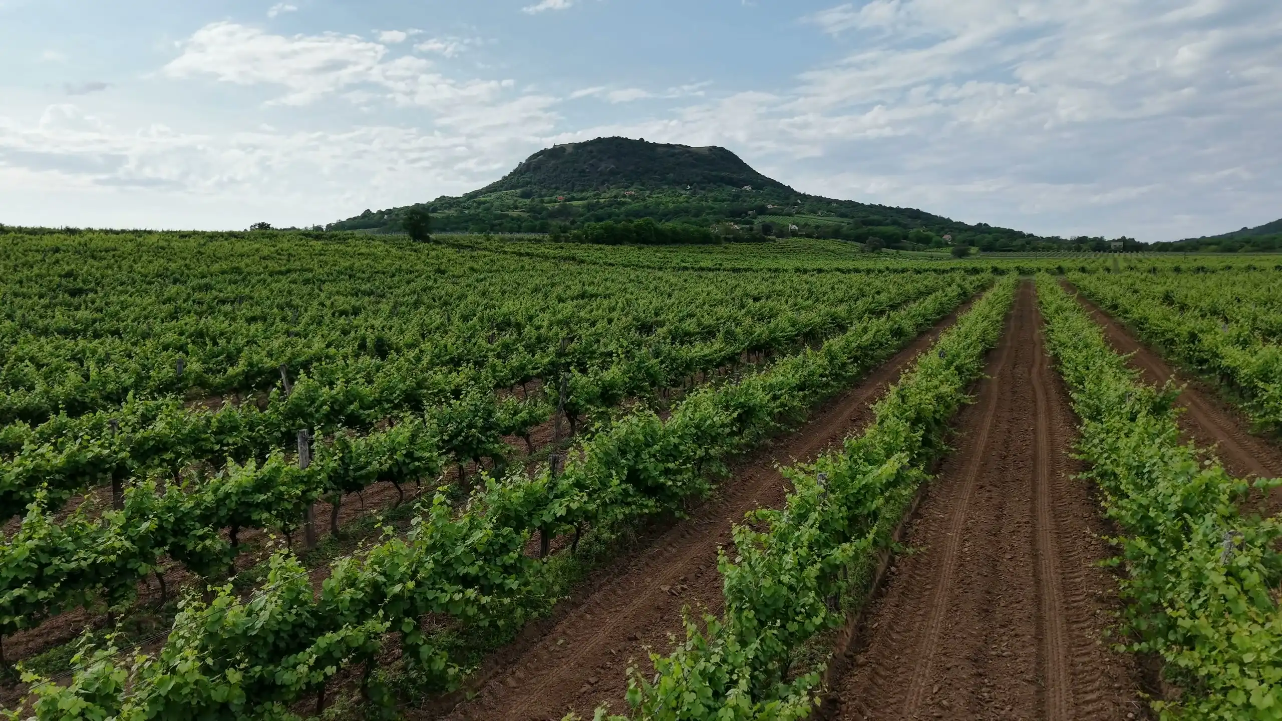 Aerial view over rows of vines running up towards a wooded hill