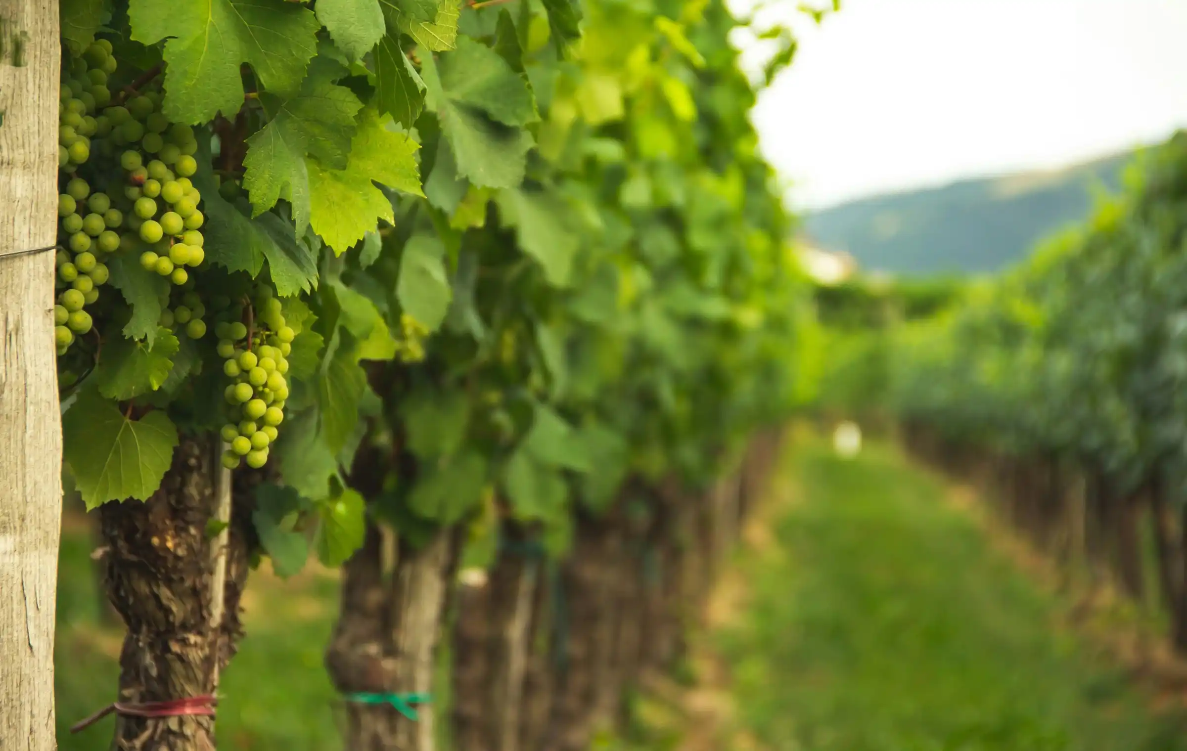 Pale green chardonnay bunches hanging along a grassy vine row