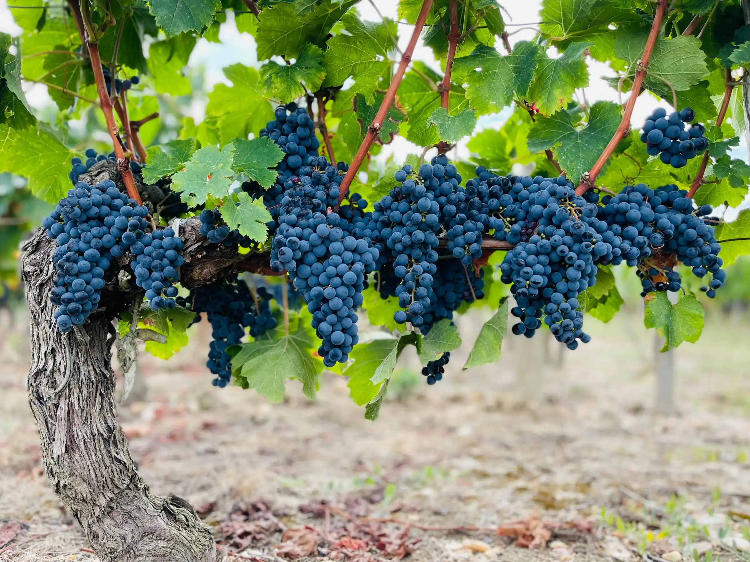 Dark bunches of grapes on an old vine in low light