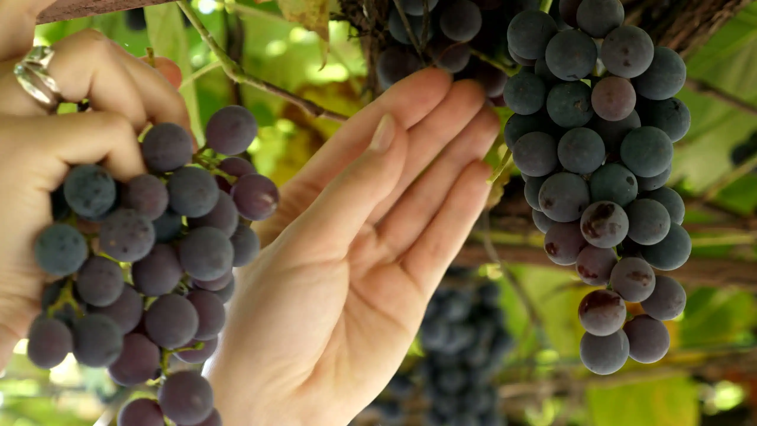 A hand cutting a bunch of grapes from the vine