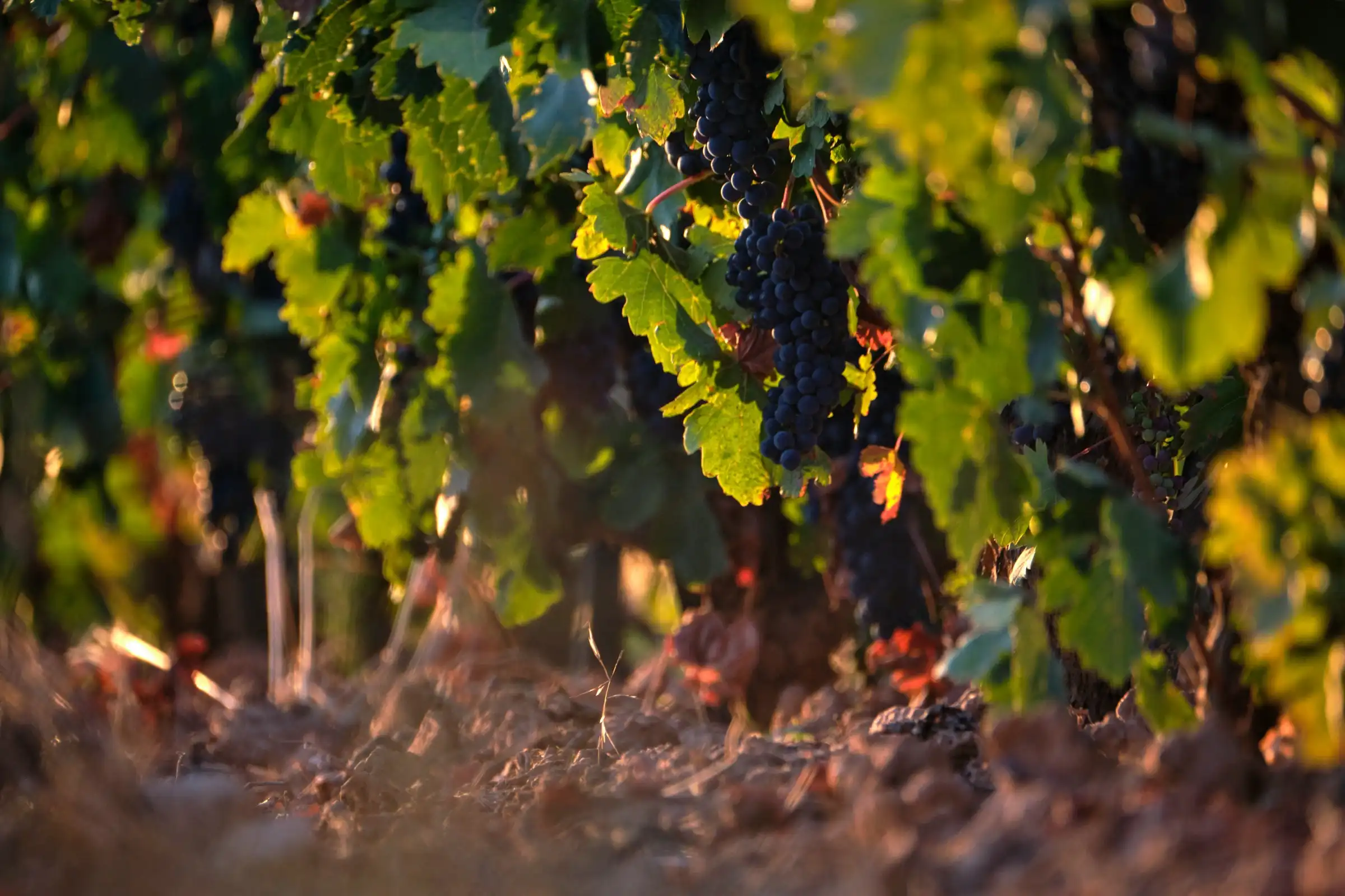 Dark pinot noir bunches half hidden in a green canopy