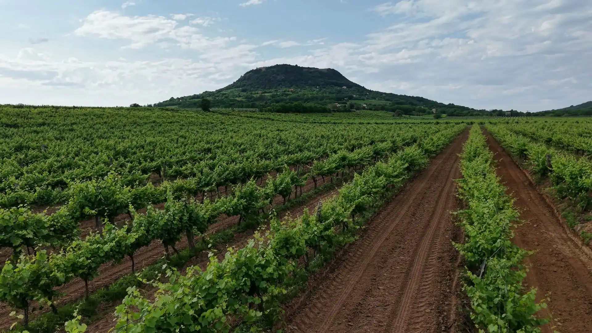 Rows of young vines running along red soil towards a wooded hill under a pale sky
